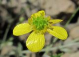 genus Ranunculus. Цветок. Абхазия, Гагрский р-н, вблизи р. Бзып. 13.06.2012.