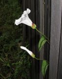 Calystegia sepium