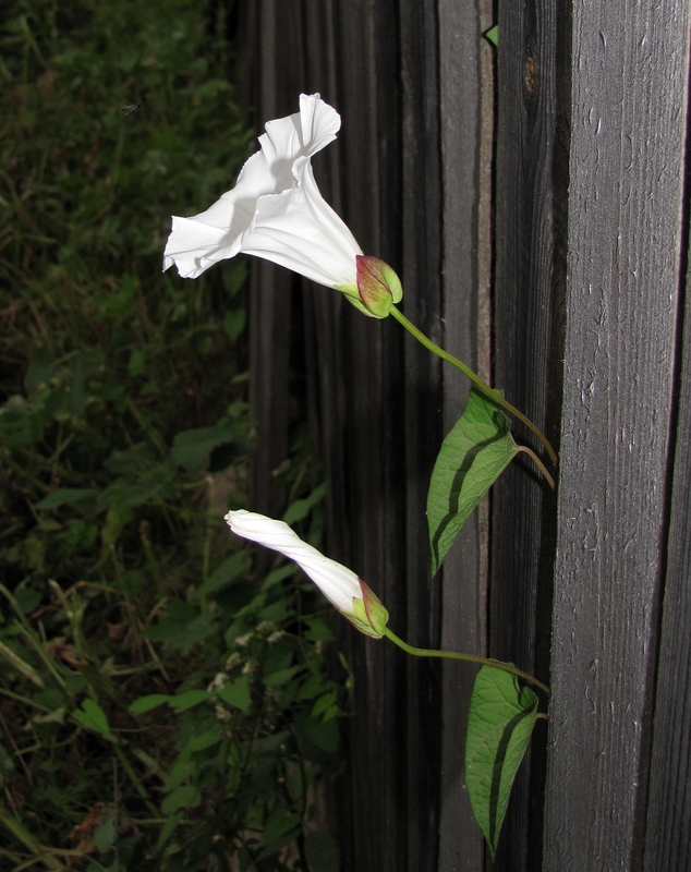 Изображение особи Calystegia sepium.