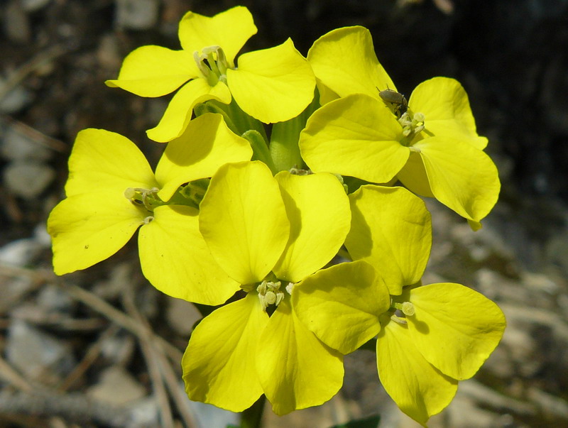 Image of Erysimum cuspidatum specimen.