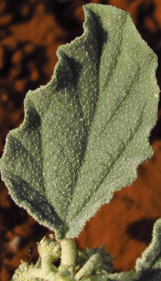 Image of Chrozophora tinctoria specimen.