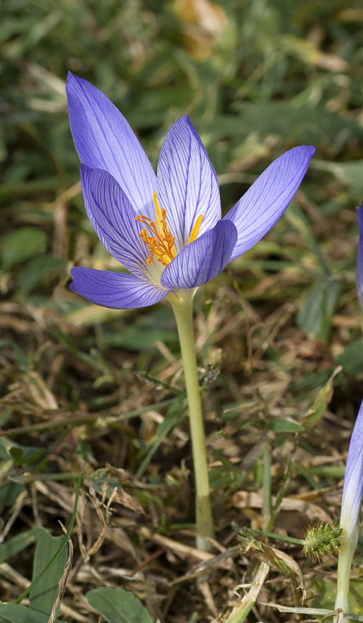 Изображение особи Crocus speciosus.