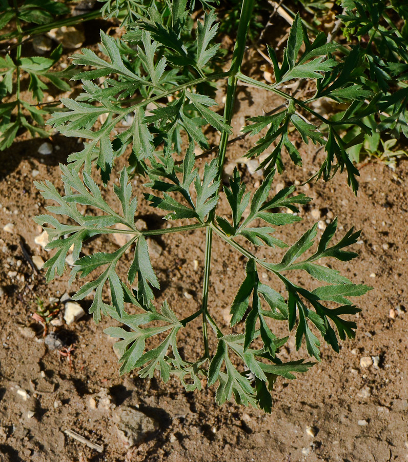 Image of Ammi majus specimen.