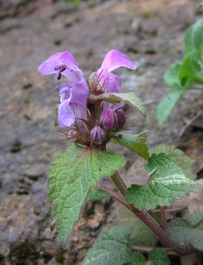 Изображение особи Lamium maculatum.