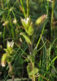 Cerastium crassiusculum