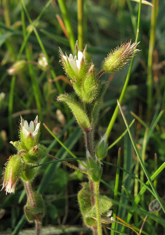 Image of Cerastium crassiusculum specimen.