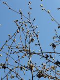 Corylopsis sinensis
