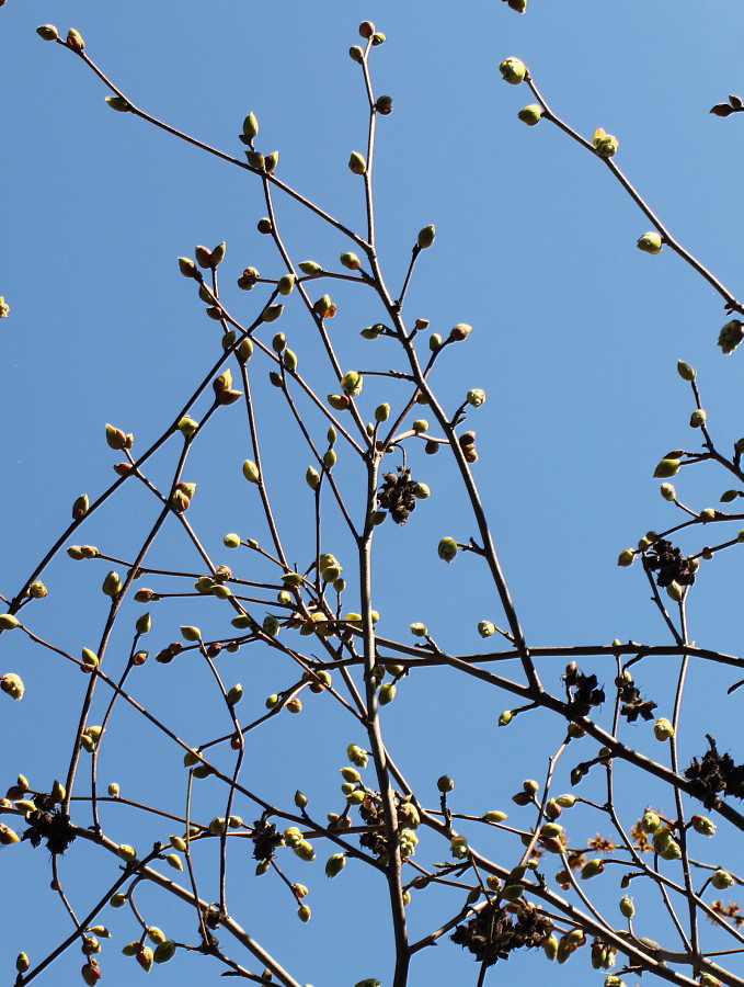 Image of Corylopsis sinensis specimen.