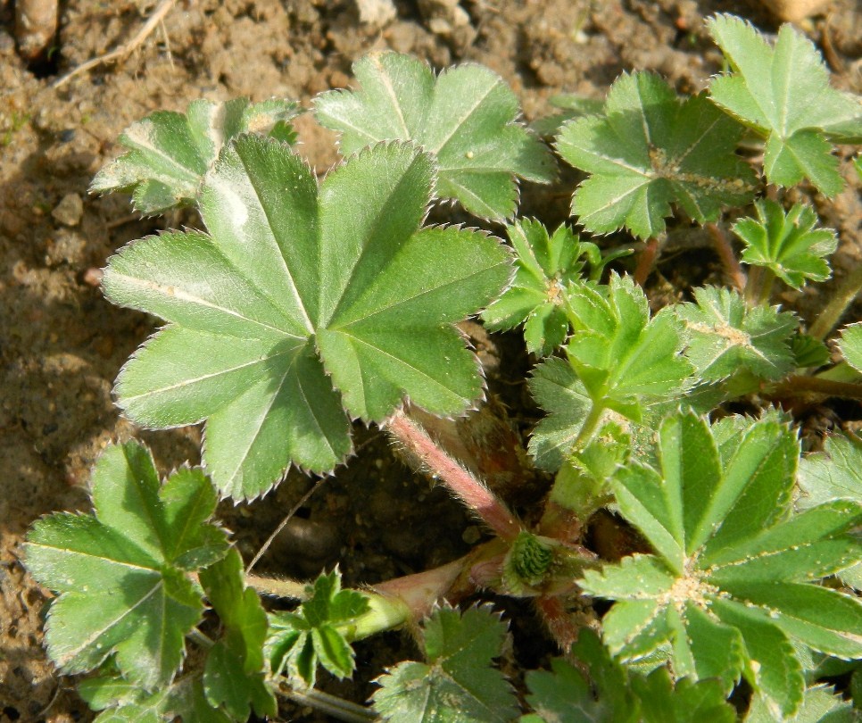 Изображение особи род Alchemilla.