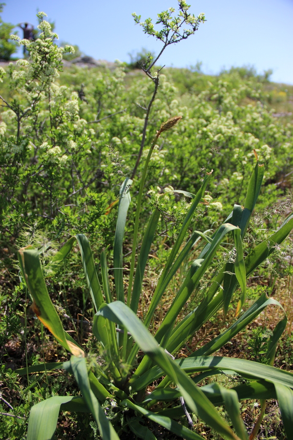 Image of Eremurus thiodanthus specimen.