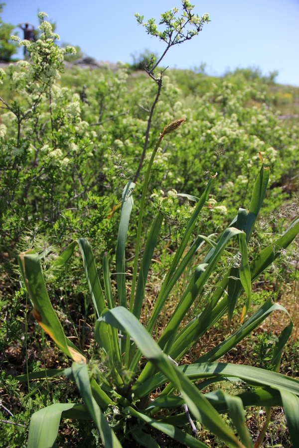 Изображение особи Eremurus thiodanthus.