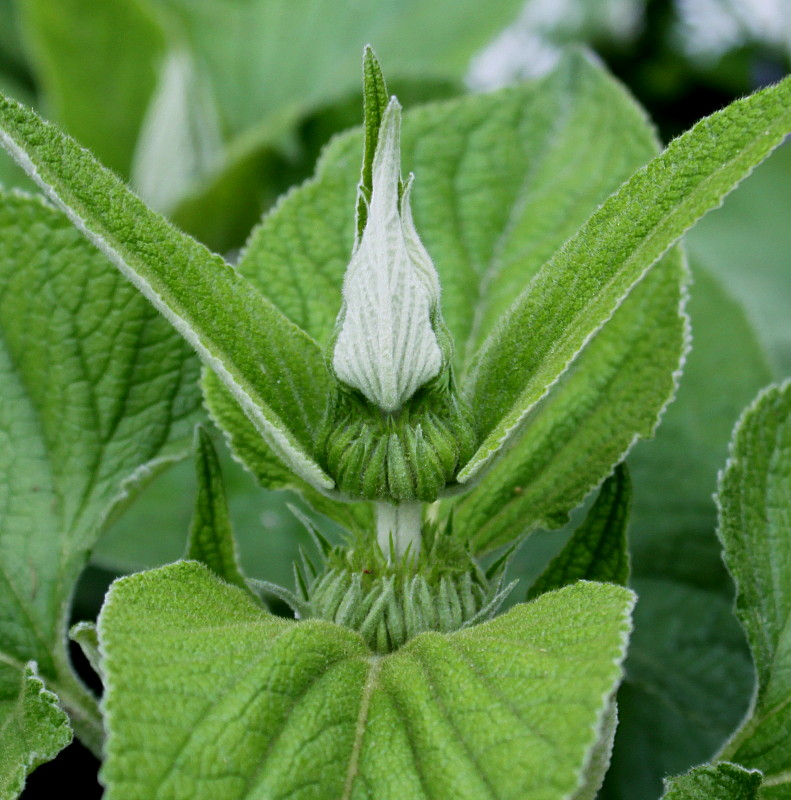 Image of Phlomis russeliana specimen.