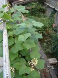 Catalpa ovata