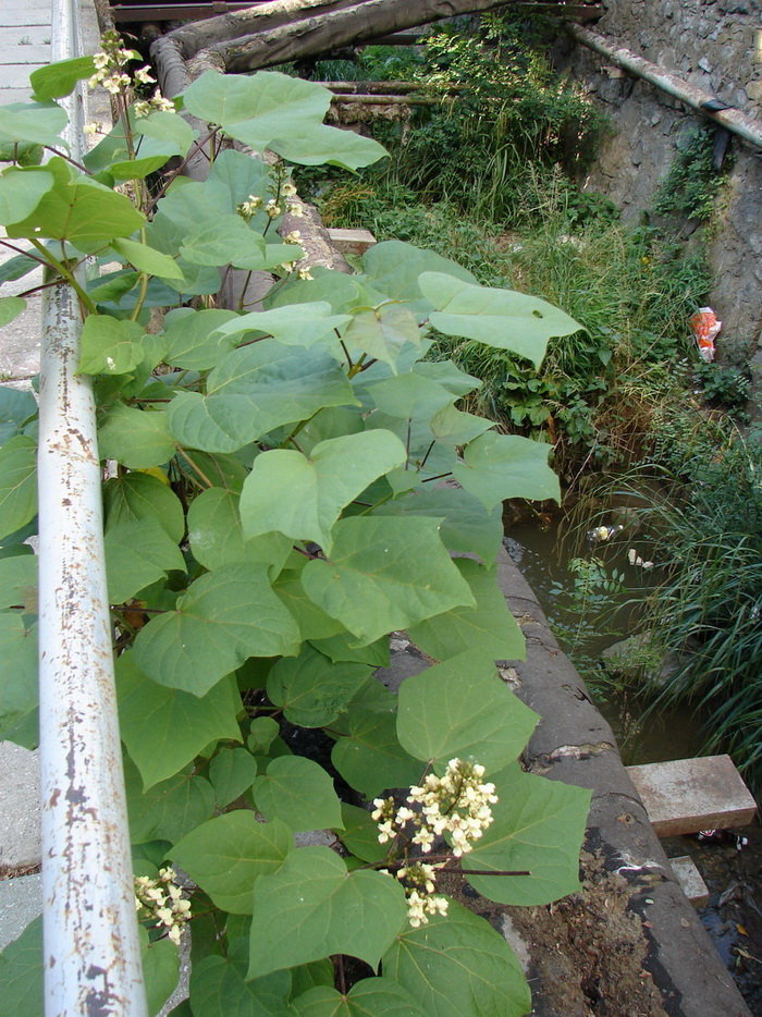 Image of Catalpa ovata specimen.