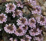 Aethionema saxatile ssp. oreophilum