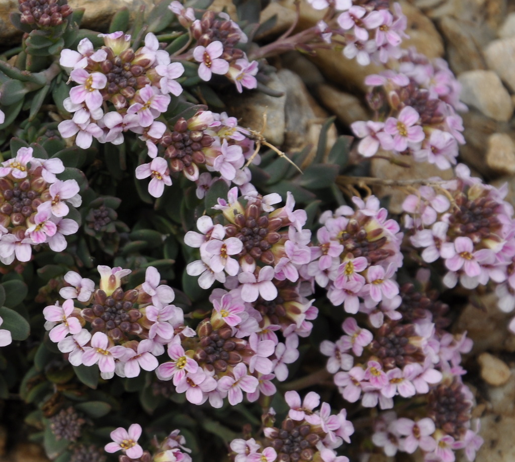 Изображение особи Aethionema saxatile ssp. oreophilum.