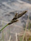 Carex glareosa