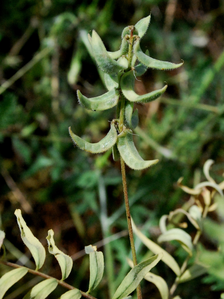 Изображение особи Astragalus campylotrichus.