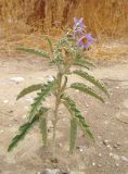 Solanum elaeagnifolium