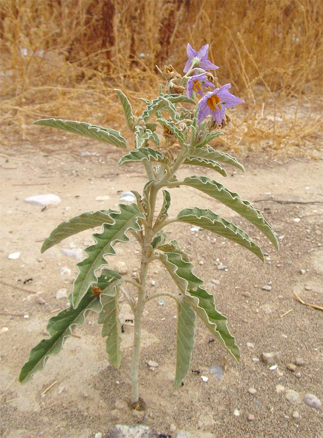 Изображение особи Solanum elaeagnifolium.