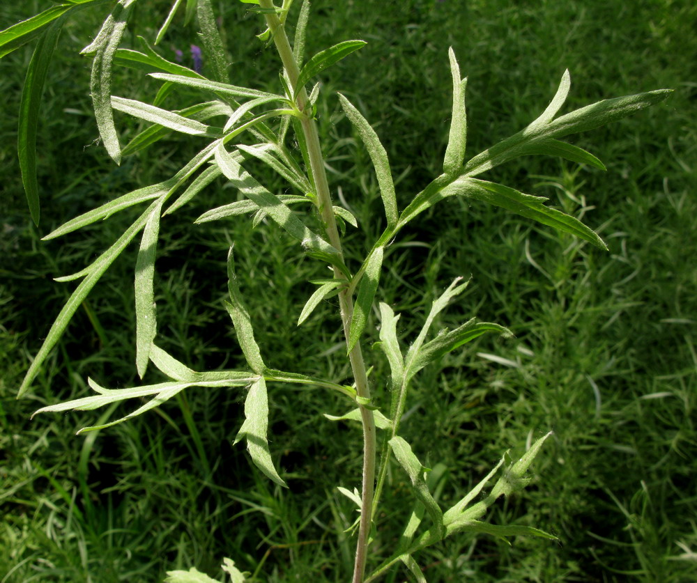 Изображение особи Artemisia umbrosa.