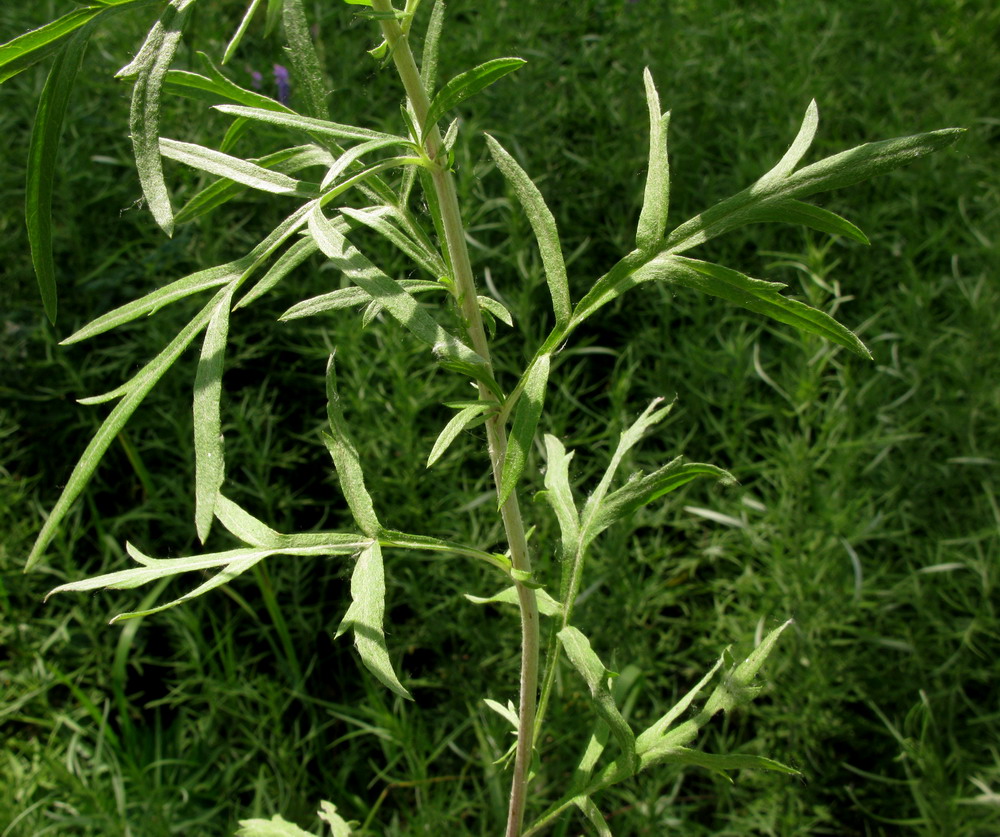 Image of Artemisia umbrosa specimen.