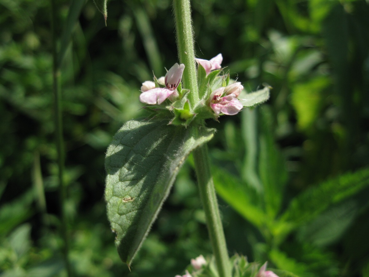 Image of Stachys setifera specimen.