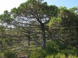 Juniperus excelsa. Очень старое дерево. Краснодарский край, м.о. город-курорт Анапа, окр. пос. М. Утриш, прибрежный склон горы, фисташково-можжевеловое редколесье. 28.07.2013.