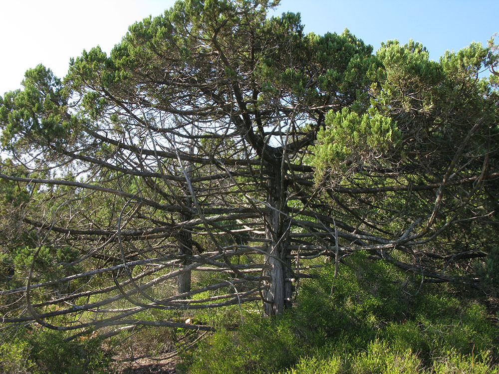 Image of Juniperus excelsa specimen.
