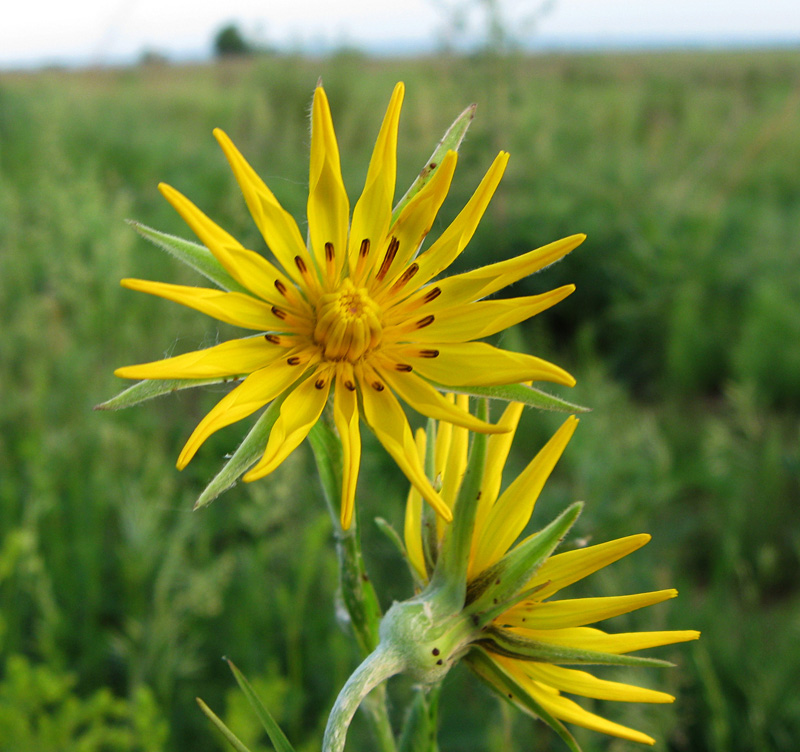 Image of Tragopogon orientalis specimen.