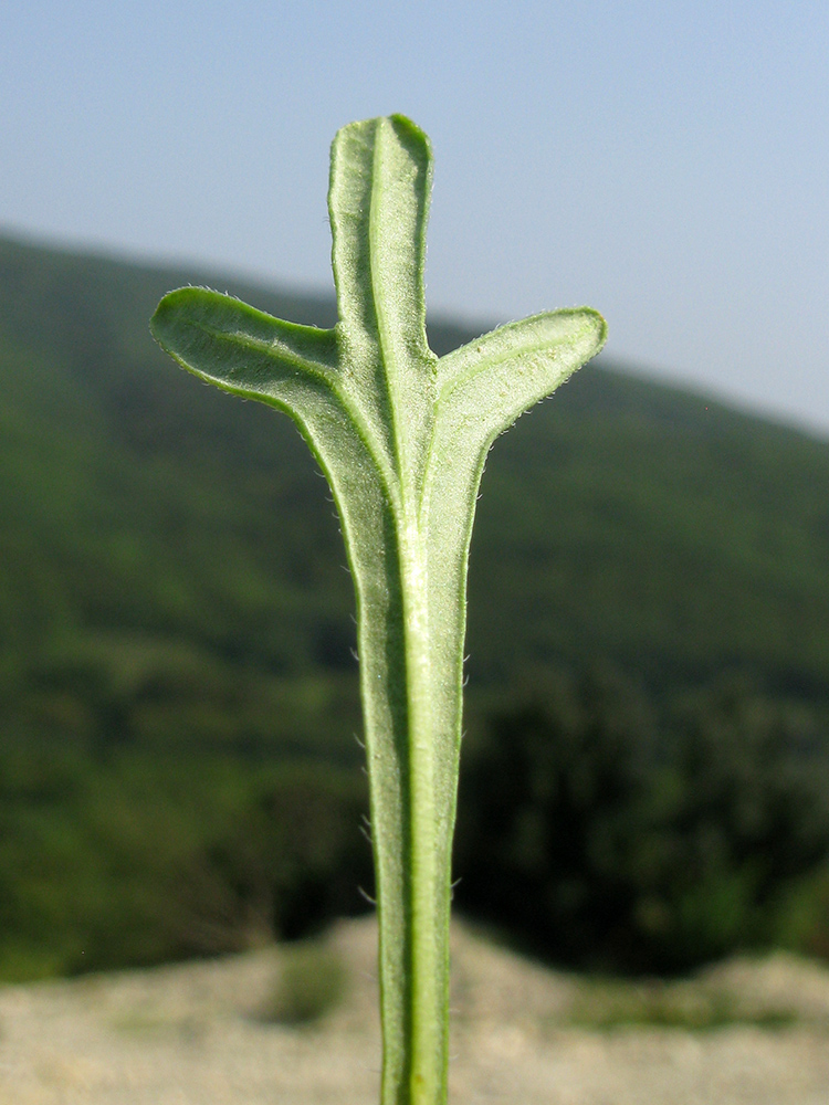 Image of Ajuga chia specimen.