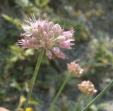 Allium psebaicum