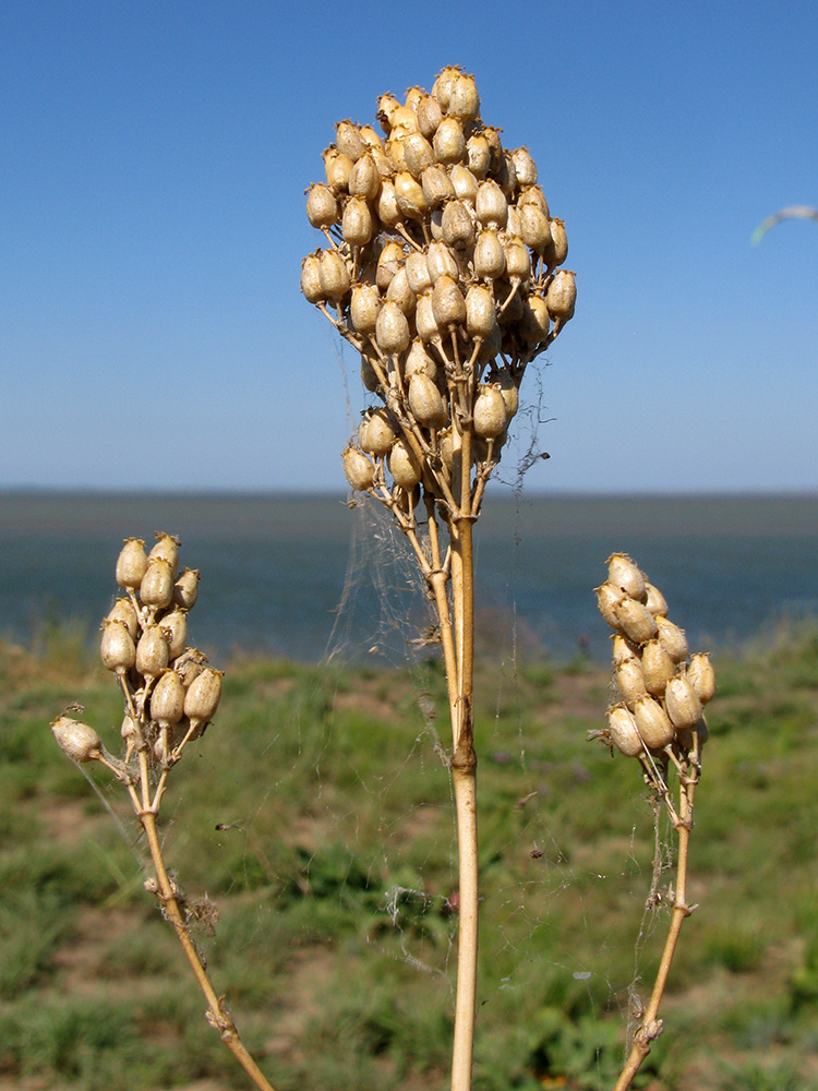 Image of Silene wolgensis specimen.