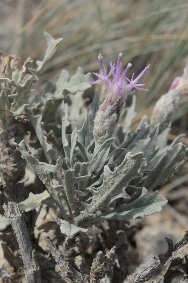 Image of Saussurea caespitans specimen.