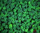 Oxalis acetosella. Листья. Московская обл., Раменский р-н, окр. ж.-д. платформы Хрипань, смешанный лес у ЛЭП. 03.08.2013.