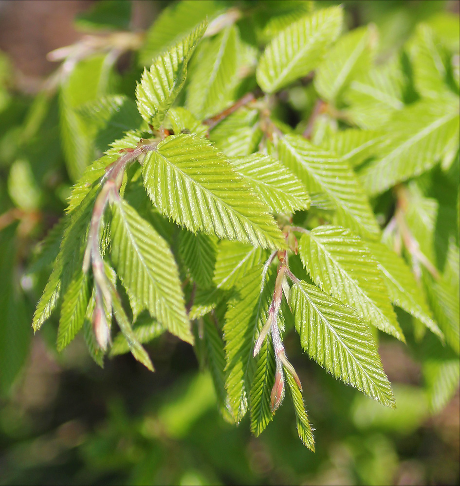 Изображение особи Carpinus orientalis.