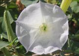 Datura innoxia