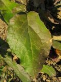 Image of taxon representative. Author is Татьяна Винокурова