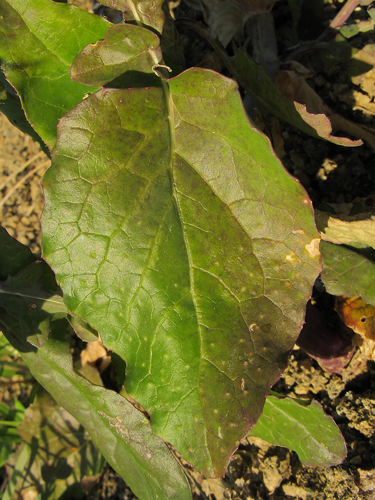 Изображение особи Brassica campestris.