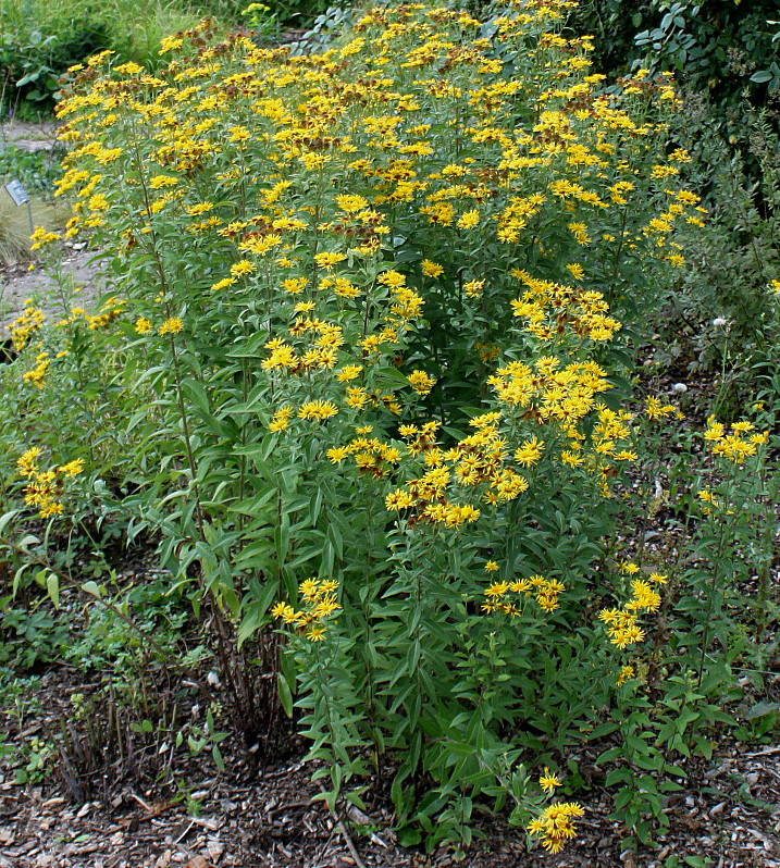 Изображение особи Inula helvetica.