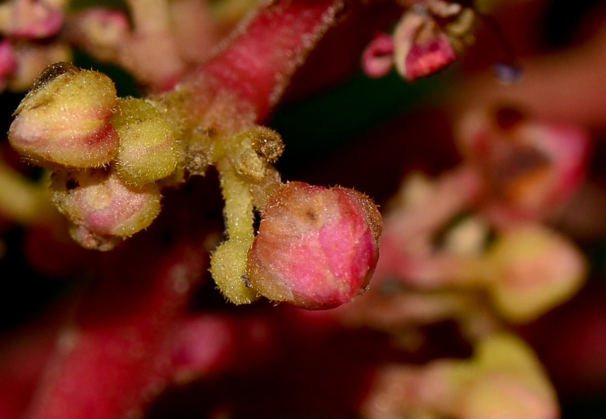 Image of Mangifera indica specimen.