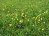 Anthyllis pseudovulneraria