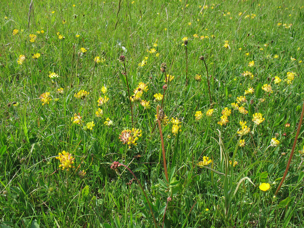 Image of Anthyllis pseudovulneraria specimen.