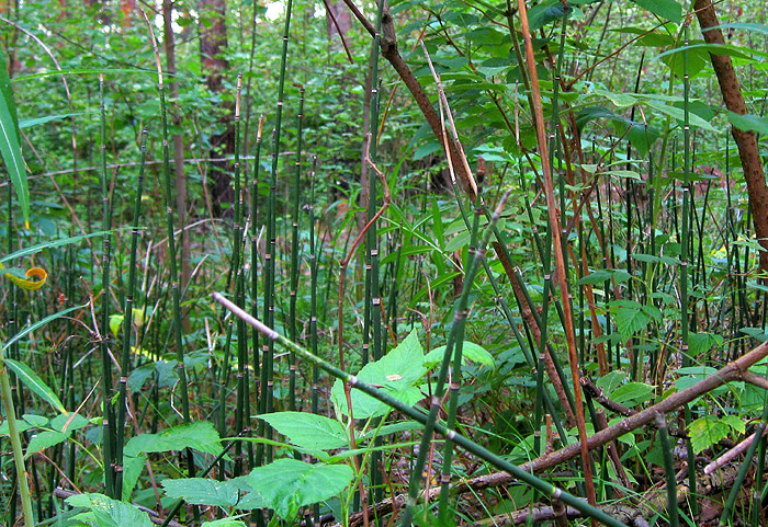 Image of Equisetum hyemale specimen.