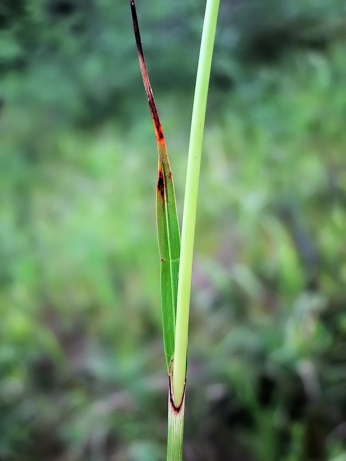 Image of Eriophorum komarovii specimen.