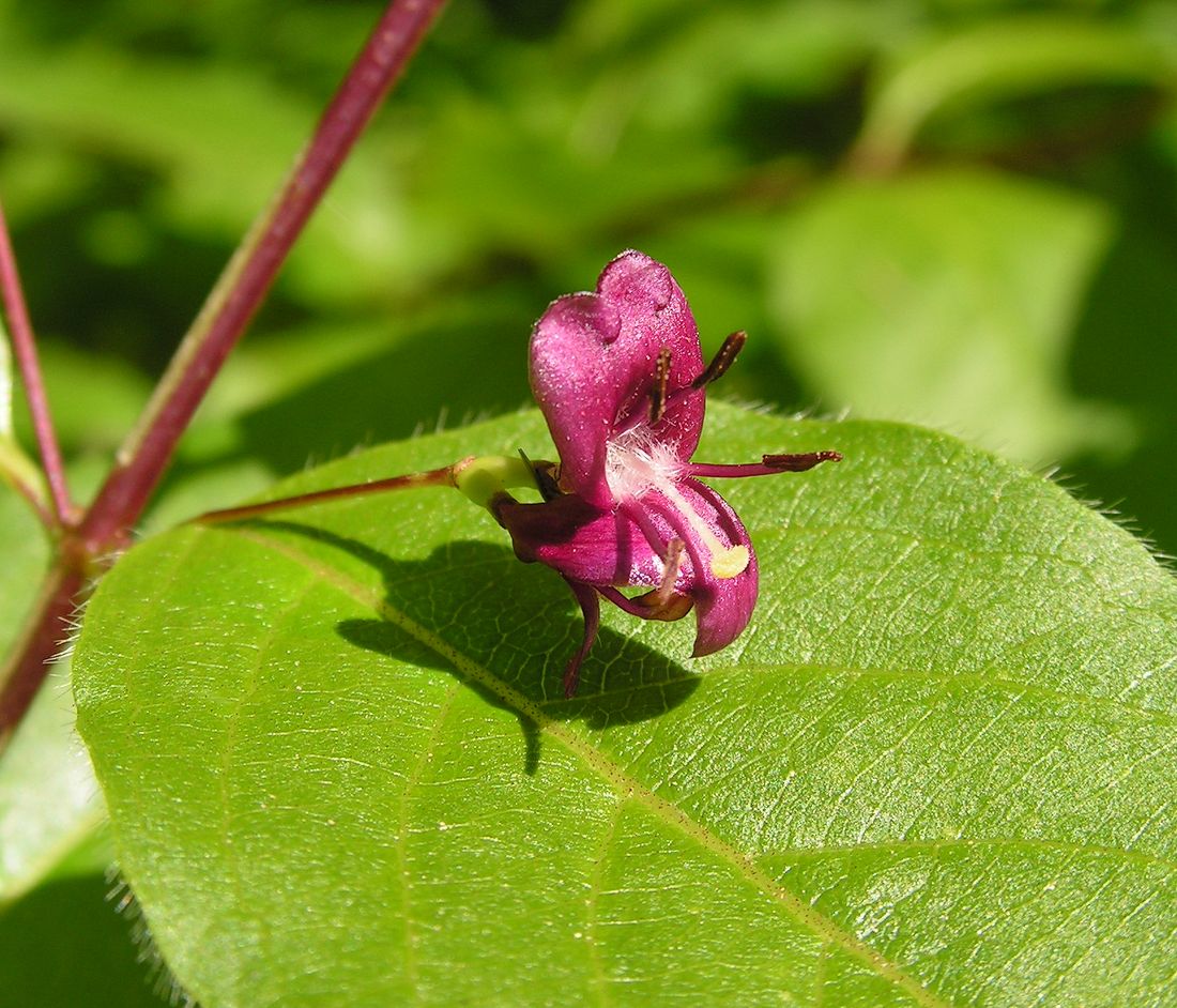 Image of Lonicera maximowiczii specimen.