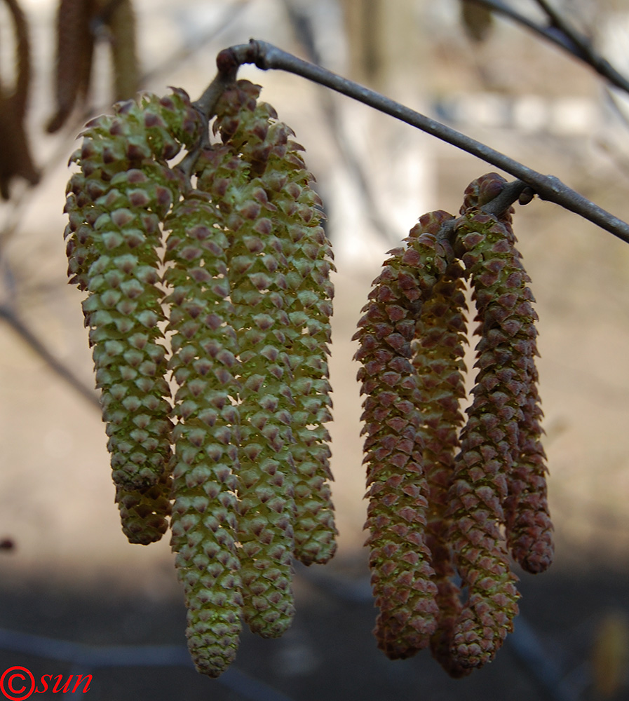 Image of Corylus avellana specimen.