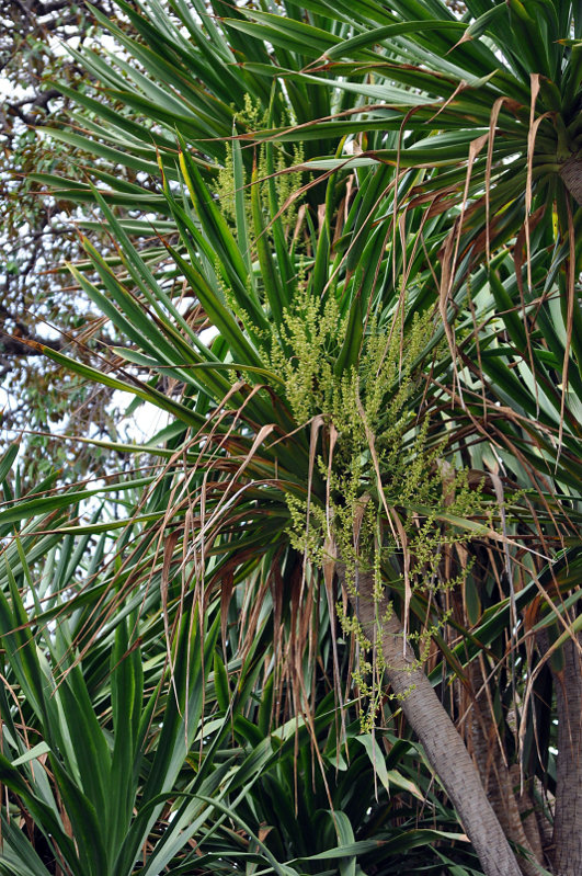 Изображение особи Dracaena arborea.