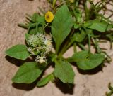 Reseda urnigera