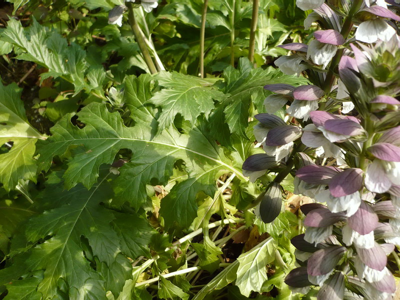 Image of Acanthus mollis specimen.